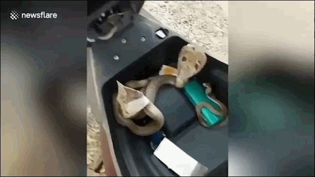 Video: Nhiều con rắn hổ mang kịch độc ngóc đầu từ trong cốp xe