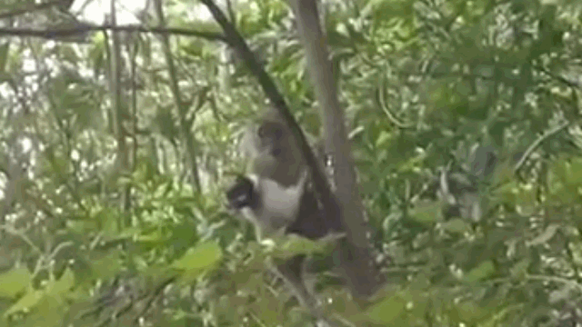 Video: Khỉ hoang bắt cóc chú chó, ôm khư khư