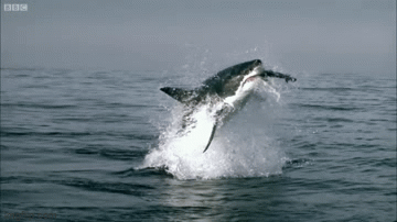 Video: Cá mập trắng lao lên khỏi mặt biển, đoạt mạng hải cẩu trong tích tắc