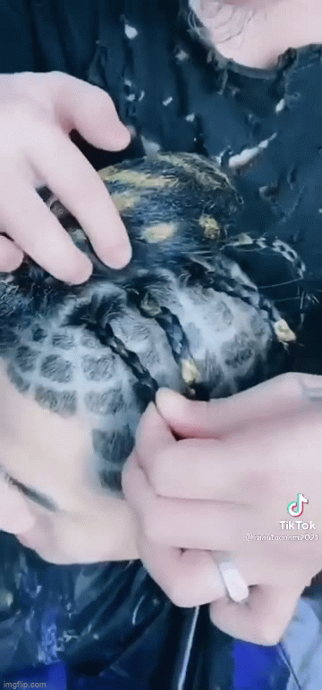 video cay keo vang tao nhung kieu toc cuc doc