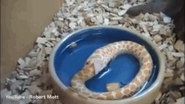 Video: Con rắn bất ngờ tự ăn đuôi của chính mình