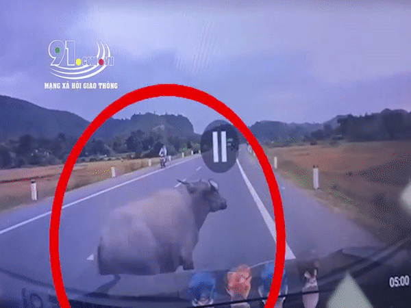 camera giao thong xe 7 cho tong phai trau nan nhan vang truot tren duong