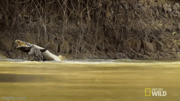 Video: Báo đốm lao mình xuống sông, lôi cổ cá sấu lên bờ