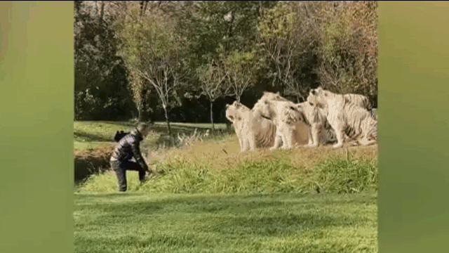 Video: Người đàn ông nhảy vào chuồng khiêu khích bầy hổ