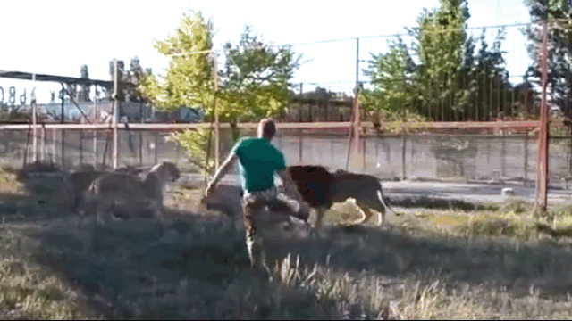 Video: Người đàn ông cầm dép lăm lăm lao vào "xử đẹp" bầy sư tử