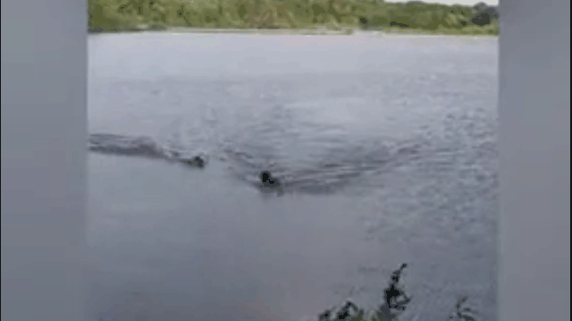 Video: Thanh niên bị cá sấu rượt đuổi trên sông và màn thoát thân gay cấn