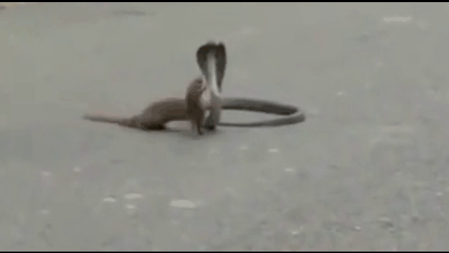 Video: Cầy mangut lôi xềnh xệch hổ mang kịch độc ra giữa đường tử chiến