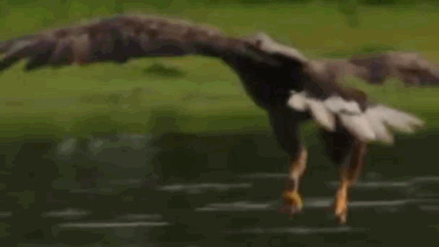Video: Bắt con mồi quá nặng trên sông, đại bàng không thể cất cánh mà phải chật vật bơi vào bờ