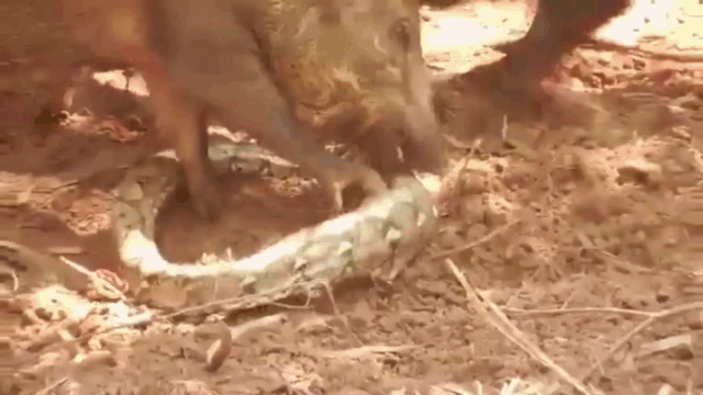 Video: Cả gan thịt lợn con, trăn khổng lồ bị cả đàn lợn trưởng thành đoạt mạng
