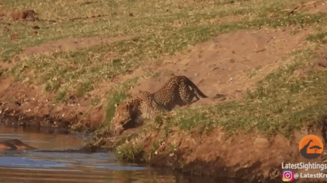Video: Chực cướp mồi, báo đốm bị sát thủ đầm lầy 'xử đẹp'