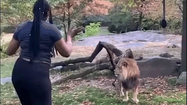 Video: Cô gái nghịch dại, cố tình trèo vào chuồng trêu ngươi sư tử