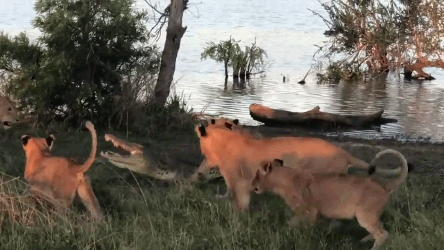 Video: Cả gan xông lên bờ cướp mồi, cá sấu bị 5 sư tử quây đánh hội đồng