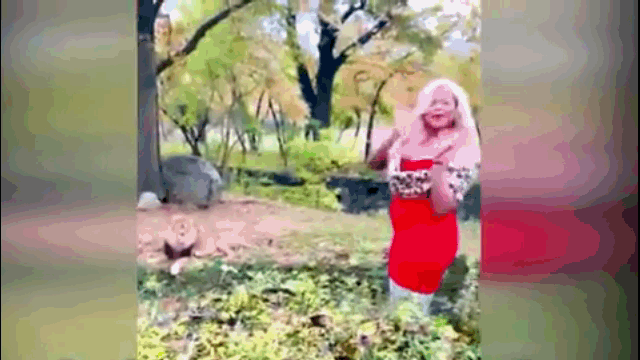 Video: Cô gái nghịch dại trèo vào chuồng rồi trêu sư tử
