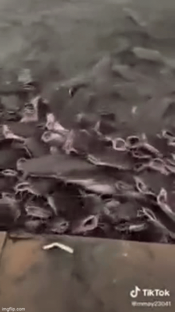 Video: "Khóc thét" trước cảnh hàng ngàn con cá trê nhảy lên bờ giành mồi