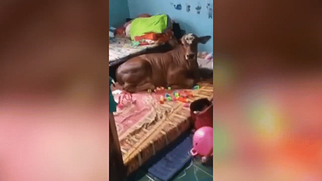 Video: Con bò "sang chảnh" thích nằm thảnh thơi đánh giấc trên giường của gia chủ