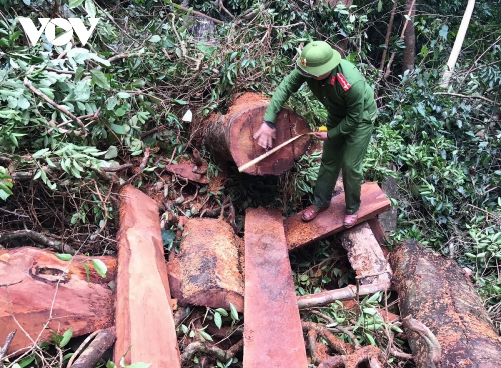 Thông tin pháp luật sáng 8/12: Tạm giữ hình sự 5 đối tượng phá rừng ở Quảng Bình
