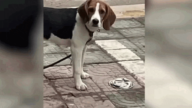 Video: Bị chủ vô tình cán bẹp bát cơm trong lúc đỗ xe, chú chó "ném" ánh nhìn đầy phẫn uất