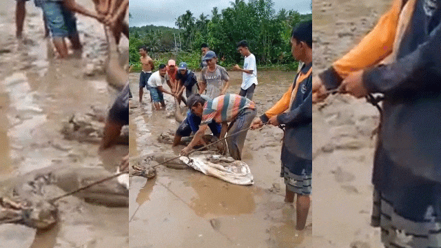 Video: Dân làng vật vã bắt trăn 