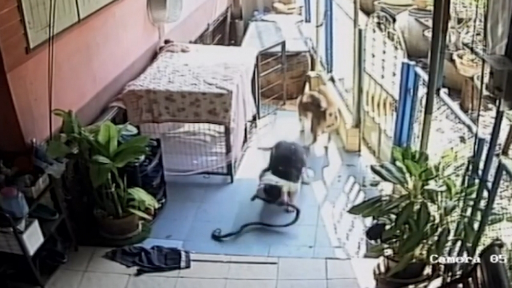 Rắn kịch độc đột nhập vào nhà, chú chó dũng cảm lao ra tấn công đến quên cả mạng sống để bảo vệ cụ bà