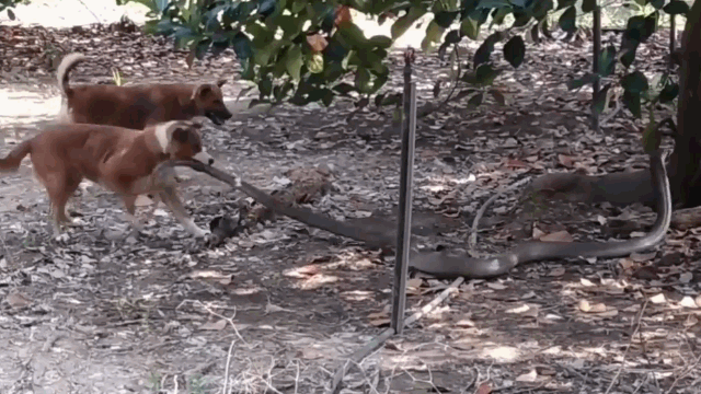 Video: Hổ mang chúa dài gần 4m nặng 14kg đối đầu 2 chó nhà trong vườn