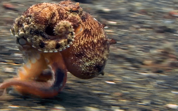 Tròn mắt kinh ngạc khi thấy bạch tuộc "đi bộ thành thần" dưới đáy biển sâu
