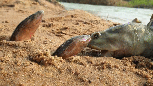 Video: Ngoạm đầu lươn khủng liên tiếp nhưng bất thành, con rùa chán chường "hờn cả thế giới"