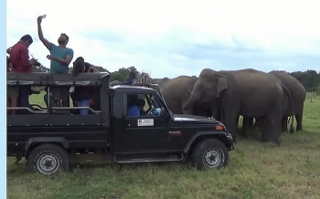 Video: Đàn voi hoang dã cố gắng lao vào đoàn du khách để chen chân chụp ảnh