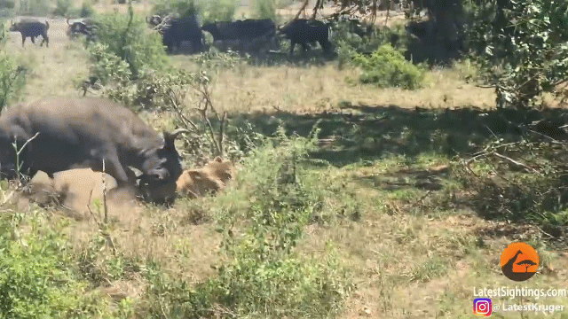 Video: Trâu rừng bạo gan húc sư tử ngã chổng vó rồi co chân chạy trối chết