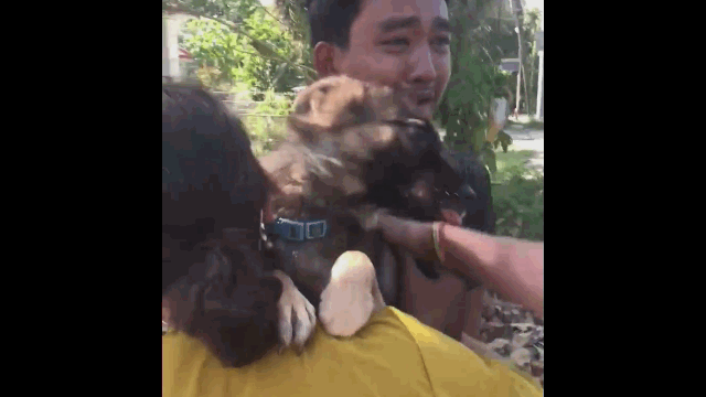 Video: Chó bị lạc vẫn cố tìm về với chủ nhân theo cách ít ai ngờ