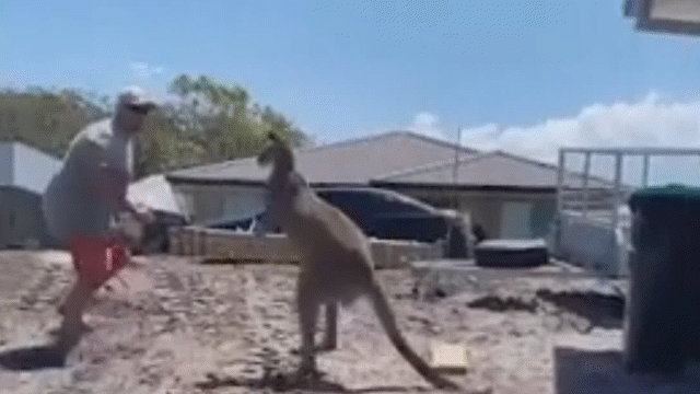 Video: Kangaroo đột nhập vườn nhà, đấm thẳng vào mặt gia chủ rồi co chân tháo chạy