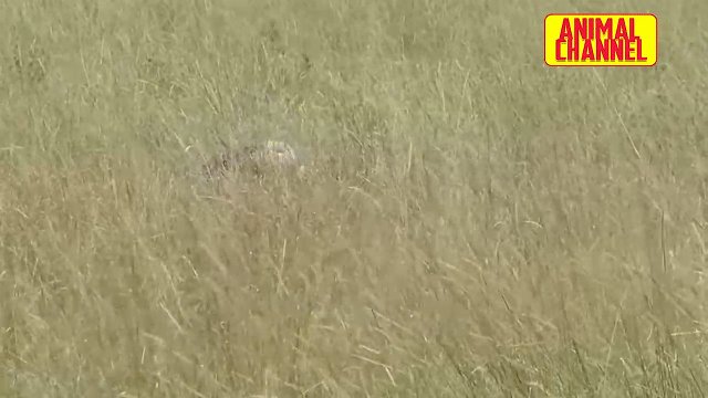 Video: Báo đốm "tẽn tò" sau cú phi thân bắt cò trắng bất thành