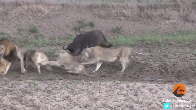 Video: Tận dụng lúc nội bộ bầy sư tử lục đục, trâu rừng bất ngờ phi thân trốn chạy