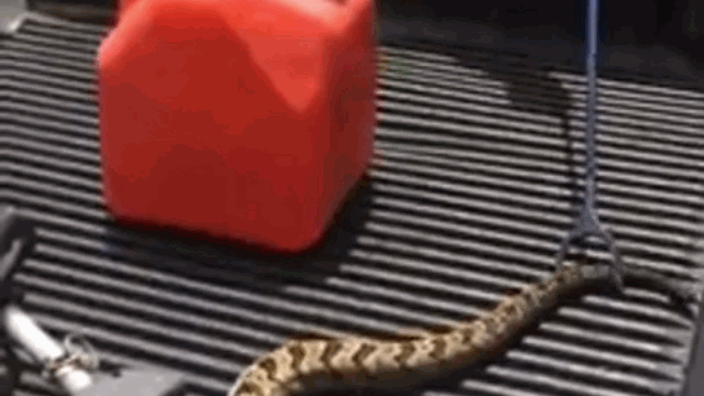 Video: Bị mất đầu, rắn đuôi chuông bất ngờ bật dậy tấn công người