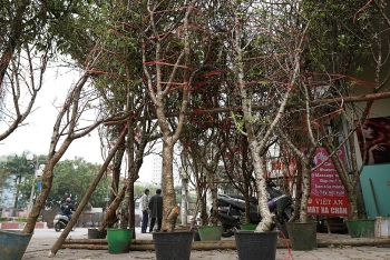 lam sao de mang dao rung xuong pho ma khong vi pham