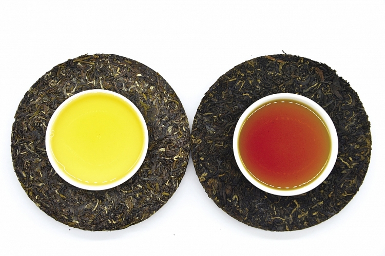 Sự khác biệt dễ nhận ra từ 2 dòng trà ép bánh sống (vàng nhạt) và chín (nâu đỏ) của thức trà Sùng Đô.