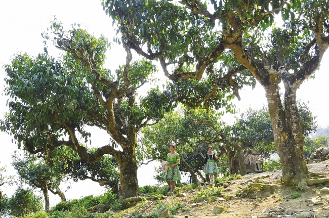 Thưởng thức Xuân cùng trà Sùng Đô