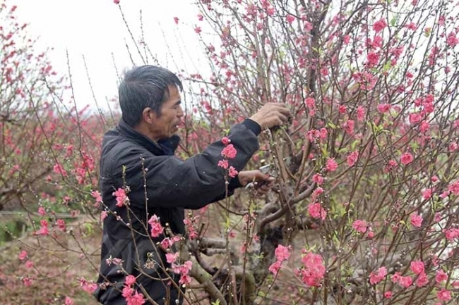Tất bật “hồi sinh” cây đào sau Tết ở Hải Dương