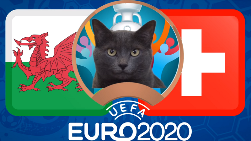 Mèo tiên tri dự đoán Bỉ vs Nga - EURO 2021: Mèo từ chối 'gấu Nga'