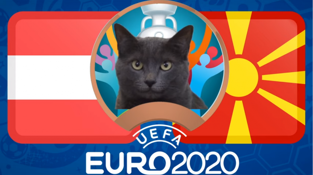 Mèo tiên tri dự đoán Áo vs Bắc Macedonia - EURO 2021: Mèo không thích Áo