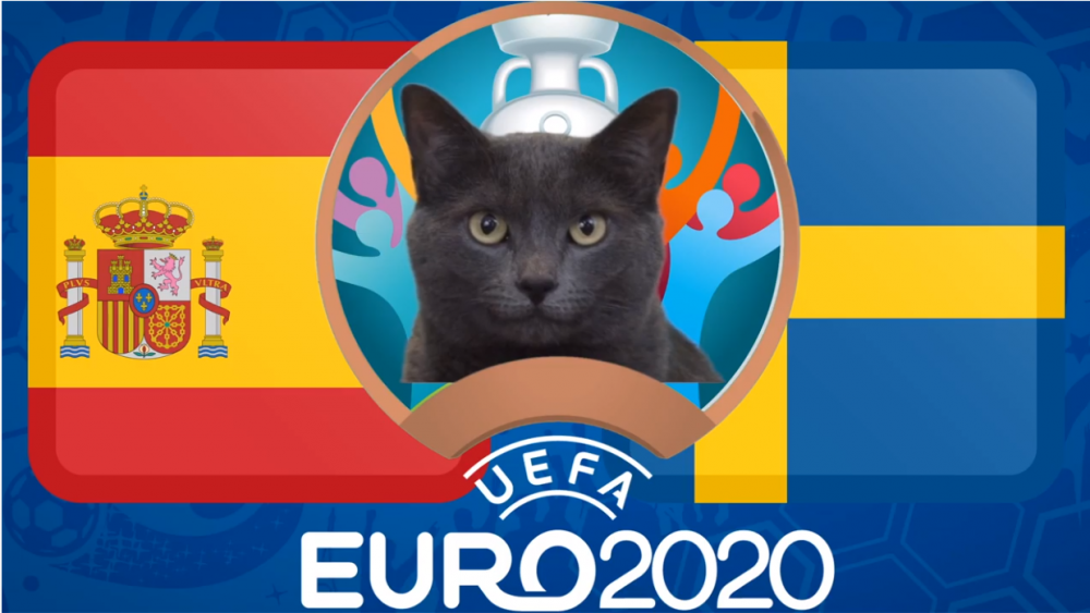 Mèo tiên tri dự đoán Tây Ban Nha vs Thụy Điển - EURO 2021: Mèo Cass đặt niềm tin vào 'bò tót'
