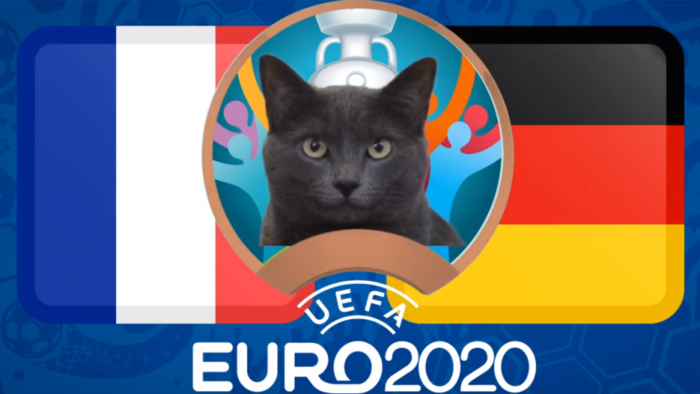Mèo tiên tri dự đoán Pháp vs Đức - EURO 2021: Mèo Cass thích 'gà trống'