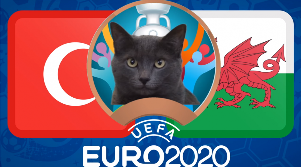 Mèo tiên tri dự đoán Italia vs Thụy Sỹ - EURO 2021: Mèo Cass chọn đội