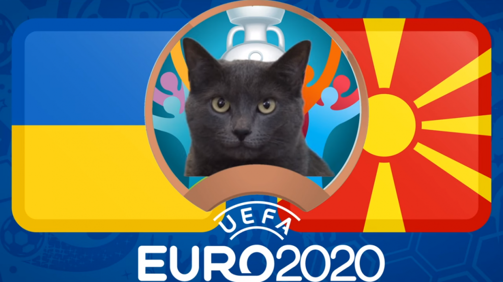 Mèo tiên tri dự đoán Ukraine vs Bắc Macedonia - EURO 2021: Mèo Cass thích chủ nhà