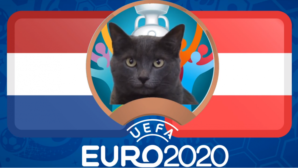 Mèo tiên tri dự đoán Hà Lan vs Áo - EURO 2021: Mèo Cass yêu 'Cơn lốc màu da cam'