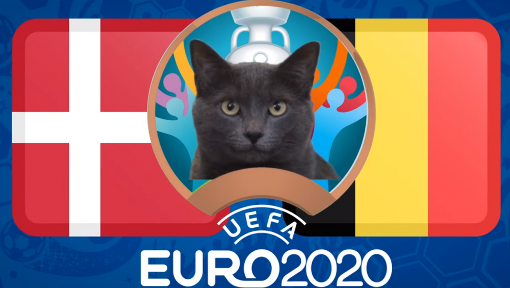 Mèo tiên tri dự đoán Đan Mạch vs Bỉ - EURO 2021: Mèo Cass thích 'Quỷ đỏ'
