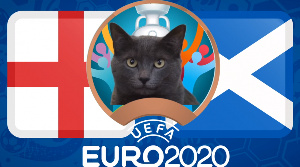 Mèo tiên tri dự đoán Anh vs Scotland - EURO 2021: Mèo Cass thích Tam sư