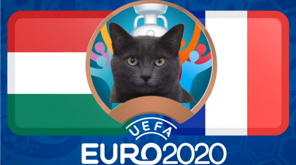 Mèo tiên tri dự đoán Hungary vs Pháp - EURO 2021: Mèo Cass yêu thích 'Gà trống'