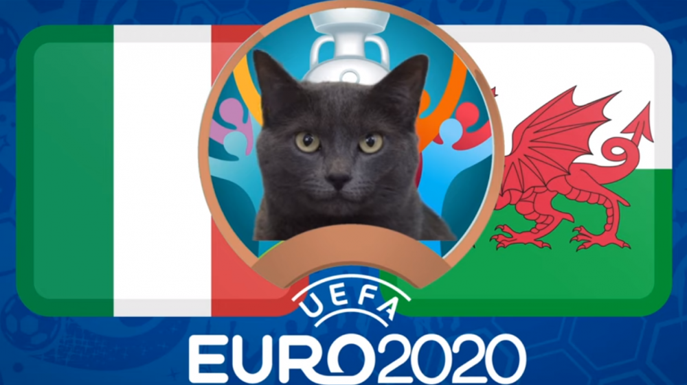 Mèo tiên tri dự đoán  Italia vs Xứ Wales - EURO 2021: Mèo Cass yêu thích chủ nhà