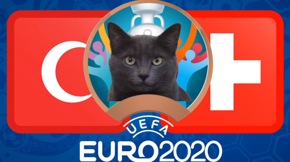 Mèo tiên tri dự đoán Thuỵ Sỹ vs Thổ Nhĩ Kỳ - EURO 2021: Mèo Cass chọn đội khách