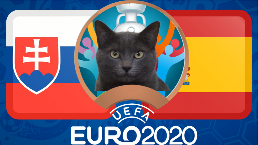 Mèo tiên tri dự đoán Slovakia vs Tây Ban Nha - EURO 2021: Mèo Cass chọn đội khách